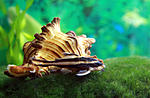 IMG 4278+