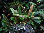 Bucephalandra sp. Titan III, Daerah Malawi