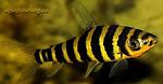 Leporinus fasciatus[1]