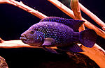 IMG 8165