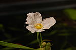 DSC 0008
