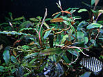 Bucephalandra sp. Titan III, Daerah Malawi 
