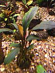 Bucephalandra sp. Pink Lady, Daerah Sanggau