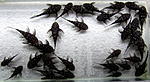 IMG 1760