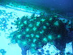 palythoa sp