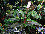 Bucephalandra sp. Sayan 1