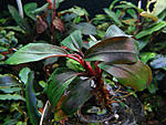 Bucephalandra sp. Copi Susu a