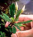 Bucephalandra sp. Silky Blue 3, Daerah Malawi