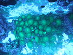 palythoa sp 2
