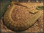 Vipera lebetina.