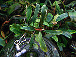 Bucephalandra sp. Swamp,Sekadau