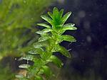 11111111111111phoca thumb l Elodea