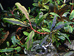 Bucephalandra motleyana cf. Brown Leaves
