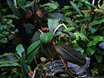 Bucephalandra sp. Copi Susu