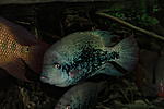 Vieja guttulata 