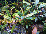 Bucephalandra sp. Titan III, Daerah Malawi