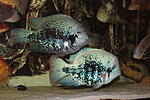Vieja guttulata 