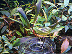 Bucephalandra motleyana cf. Brown Leaves