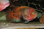 Vieja synspila 