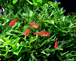 Hyphessobrycon Amandae