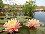 getImage (4)