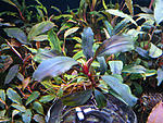 Bucephalandra sp. Batang kawa