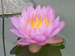 Siam Purpul
