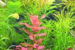 Rotala M. Tiger