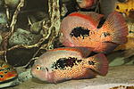 Vieja bifasciata "RIO AZUFRES" 
