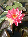 Wanwisa