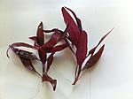   (Alternanthera reineckii Mini)