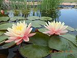 getImage (3)