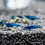 Blue Dream / Blue Velvet