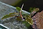 Copper Leaf