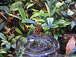 Bucephalandra sp. Black Purple