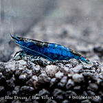Blue Dream / Blue Velvet