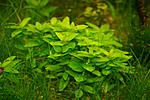 Staurogyne rep.green