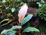 Bucephalandra sp. Cascade King