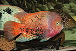 Vieja synspila 