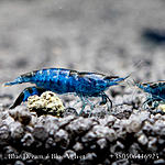 Blue Dream / Blue Velvet