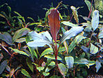 Bucephalandra sp. Brownie Helena