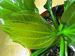 Echinodorus sp. from Uruguay