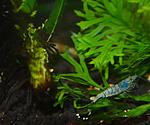 Blue Bolt