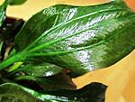 Echinodorus sp. from Uruguay