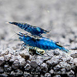Blue Dream / Blue Velvet