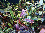 Bucephalandra sp. Brownie Ghost Red
