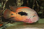 Vieja bifasciata "RIO AZUFRES" 