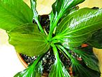 Echinodorus sp. from Uruguay