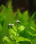  . Micranthemum umbrosum.