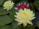 getImage (1)